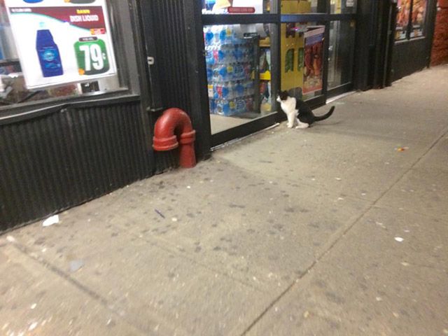 This bodega cat is not a huge fan of automatic doors! <br>(Stipica Bakovic)